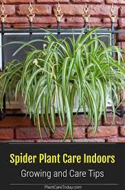 Spider Plant Care Indoors Brown Tips Light Water Fertilizer Soil In 2021 Spider Plant Care Fertilizer For Plants Plants