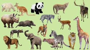 Check spelling or type a new query. Hewan Suara Untuk Anak Anak Suara Binatang Buas Gajah Harimau Singa Kanguru Panda Youtube