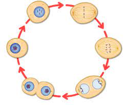 Cells reproduce by splitting in half, a process called cell division. Https Www Explorelearning Com Index Cfm Method Cresource Dspview Resourceid 443