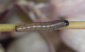 Image result for Hadena perplexa