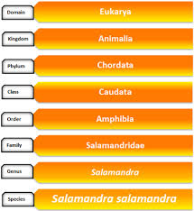 classification fire salamander bio 203