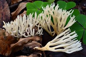 One of my personal heroes, mycologist david arora recently put up a social media post on different cultures that eat ramarias (various species of coral mushrooms). White Coral Fungus Mushrooms Of Susquehanna Valley On The Ny Pa Border Inaturalist