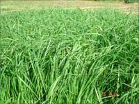 Kaba Yemler Kaba Yem Kaba Yem Tohumu Yem Bitkisi Tohumu Ryegrass Mix Yregrass Cayir Mera Tohumu Kurak Araziler Adi Fig Korunga