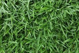 Check spelling or type a new query. 7 Jenis Rumput Taman Yang Cocok Untuk Pekarangan Rumah