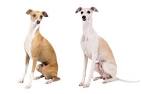 Whippet Dog Breed Information and Pictures