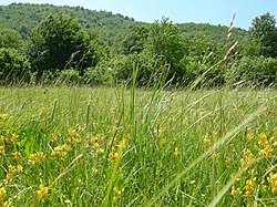 Image result for Homozeugos katakton