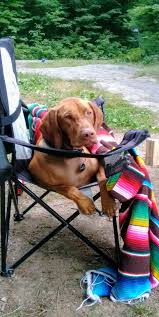 Why buy a vizsla puppy for sale if you can adopt and save a life? Vizsla Camping Chair Vizsla Dogs Vizsla Puppy Dog Eyes