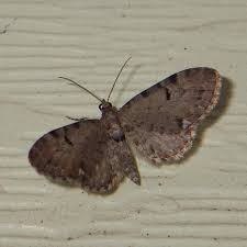Image result for Eupithecia actaeata