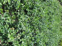 Image result for Euonymus fortunei