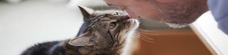 Usually, your cat will share the chamber with other pets, with no separation trays. Pricing And Cremation Options Pets At Peace By Harris Funeral Hom