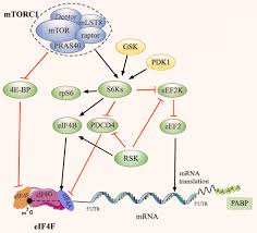 Originally created for dna interacti. Eukaryotic Translation Initiation Factors As Promising Targets In Cancer Therapy Cell Communication And Signaling Full Text