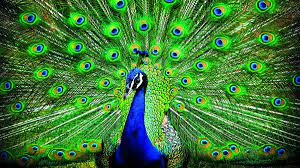 The group is made up of the blue, or indian, peacock (pavo cristatus) of india and sri lanka; Why Are More Peacocks Being Sighted In Kerala