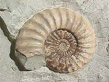 The ammonite is a standalone fossil in the animal crossing series introduced in doubutsu no mori that appears in all subsequent games to date. Ammonoidea Wikipedia