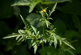 Image result for Bidens bipinnata