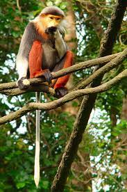 Portrait Of A Douc Red Shanked Douc Wikipedia Animals Endangered Animals Animals Wild