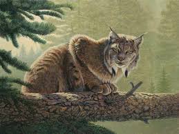 With david robles, cecilia santiago, conchi lópez, abraham aguilar. El Gato Que Jugo A Ser Robinson Crusoe De Charles G D Roberts Pluma Suma