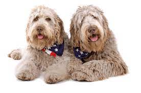 Teacup puppies for sale in ohio. Labradoodle Puppies For Sale In Ohio Adoptapet Com