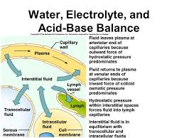 Water Electrolyte And Acid Base Balance Ppt Video Online Download
