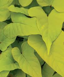 Image result for Ipomoea