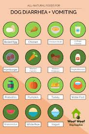 Pin On Must Have Dog Tips About Food
