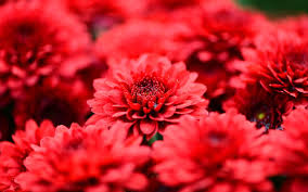 Here you can find the best red flowers wallpapers uploaded by our community. Red Flowers Wallpaper 33704 1680x1050px