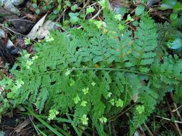 Image result for sleziník Asplenium