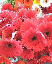 Coral Pink Gerbera Daisies With Images Pink Gerbera Gerbera Daisy Gerbera