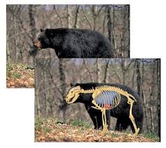 Black Bear Shot Placement Archery Pin By Roger Catala On Bowhunting Bear Hunting Black Bear Hunting Black Bear