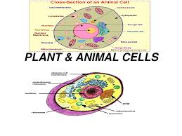 They also both have cytoplasm, a cell membrane. Ppt Plant Animal Cells Powerpoint Presentation Free Download Id 5848553
