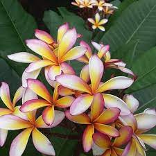 Plumeria Rainbow Flower Plumeria Rainbow Flowers Flowers