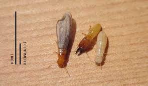 what do drywood termites look like drywood termite