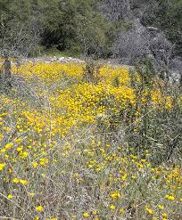 Check spelling or type a new query. Desert Wildflower Reports For Southern California By Desertusa