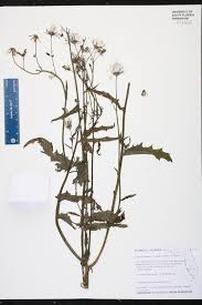 Image result for Crassocephalum radiatum