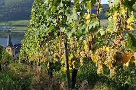 Maybe you would like to learn more about one of these? The Wine Destination Only The Pros Know Wsj