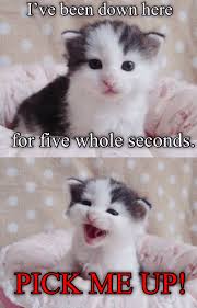 I Think I Spoiled My Kitty Baby Animals Funny Cat Memes Cats