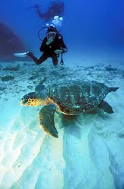 Scuba Diving In Cabo San Lucas