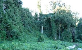 Separately, the university of michigan's consumer sentiment index dipped in june , but 32% of survey respondents in the top third income bracket saw their pay rise — and a small number expect to earn even more in the year ahead. Invasive Species Watchlist Kudzu Michigan United Conservation Clubs