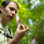 From Chanterelles To Serviceberries, A Forageable Feast Surrounds Us