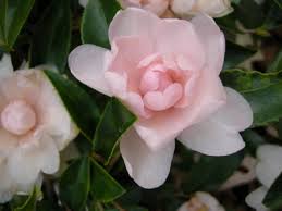 Camellia X Winter S Rose Carolyn S Shade Gardens In 2020 Winter Rose Camellia Pink Garden