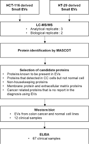 If more than one family member has colon cancer or rectal cancer, your risk is even greater. Discovery Of A Diagnostic Biomarker For Colon Cancer Through Proteomic Profiling Of Small Extracellular Vesicles Bmc Cancer Full Text