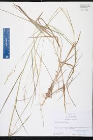 Image result for Leersia hexandra