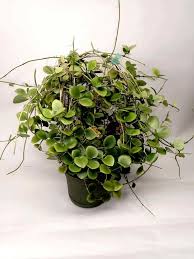 Image result for Hyparrhenia collina