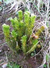 Image result for Lycopodiaceae