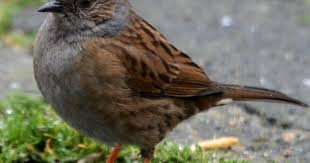 Uk Birds With Yellow Feathers Dunnock Or Hedge Sparrow Hedge Sparrow Bird Species Colorful Birds