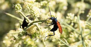 Image result for Kotschya stolonifera