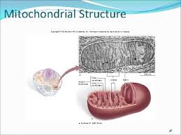 Maybe you would like to learn more about one of these? Hea 104 Cell Structure And Function Home Economics