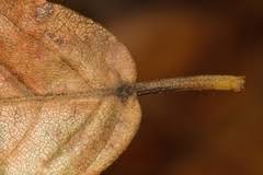 Image result for Monotes glaber