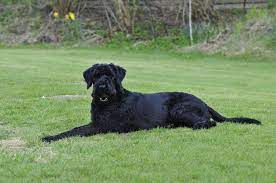 hunderassen die nicht haaren ubersicht beliebter rassen fluffis de hunde rassen hunderassen riesenschnauzer