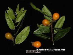 Image result for Diospyros mafiensis
