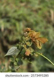 Image result for Hymenocardia